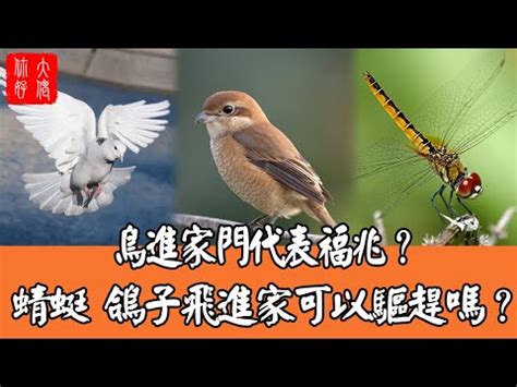 蜻蜓出現代表什麼|【家裡出現蜻蜓代表什麼】家中突現蜻蜓，好兆頭還是警訊？